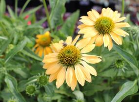 Třapatkovka nachová 'PollyNation Yellow' - Echinacea purpurea 'PollyNation Yellow'
