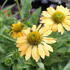 Echinacea purpurea 'PollyNation Yellow'_02.JPG