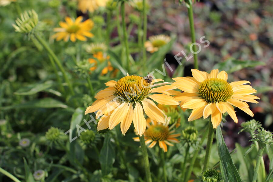 Třapatkovka nachová 'PollyNation Yellow' - Echinacea purpurea 'PollyNation Yellow'