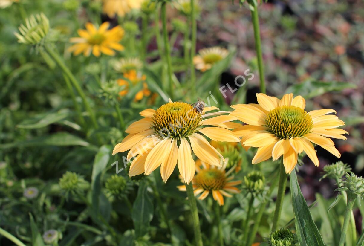 Třapatkovka nachová 'PollyNation Yellow' - Echinacea purpurea 'PollyNation Yellow'