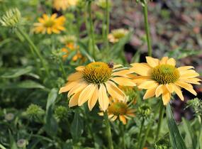 Třapatkovka nachová 'PollyNation Yellow' - Echinacea purpurea 'PollyNation Yellow'