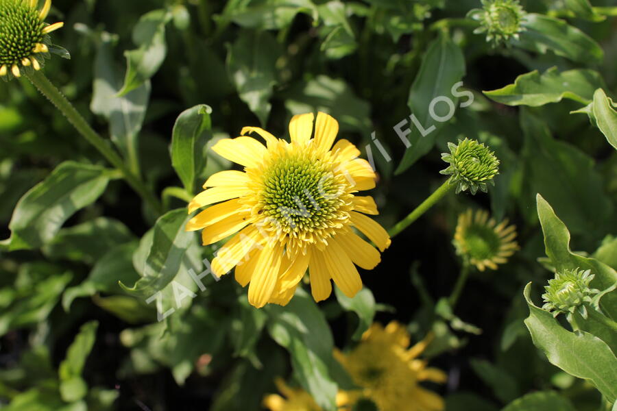 Třapatkovka nachová 'Sunny Days Lemon' - Echinacea purpurea 'Sunny Days Lemon'