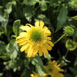 Třapatkovka nachová 'Sunny Days Lemon' - Echinacea purpurea 'Sunny Days Lemon'