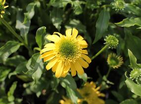 Třapatkovka nachová 'Sunny Days Lemon' - Echinacea purpurea 'Sunny Days Lemon'