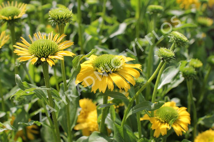Třapatkovka nachová 'Sunny Days Lemon' - Echinacea purpurea 'Sunny Days Lemon'