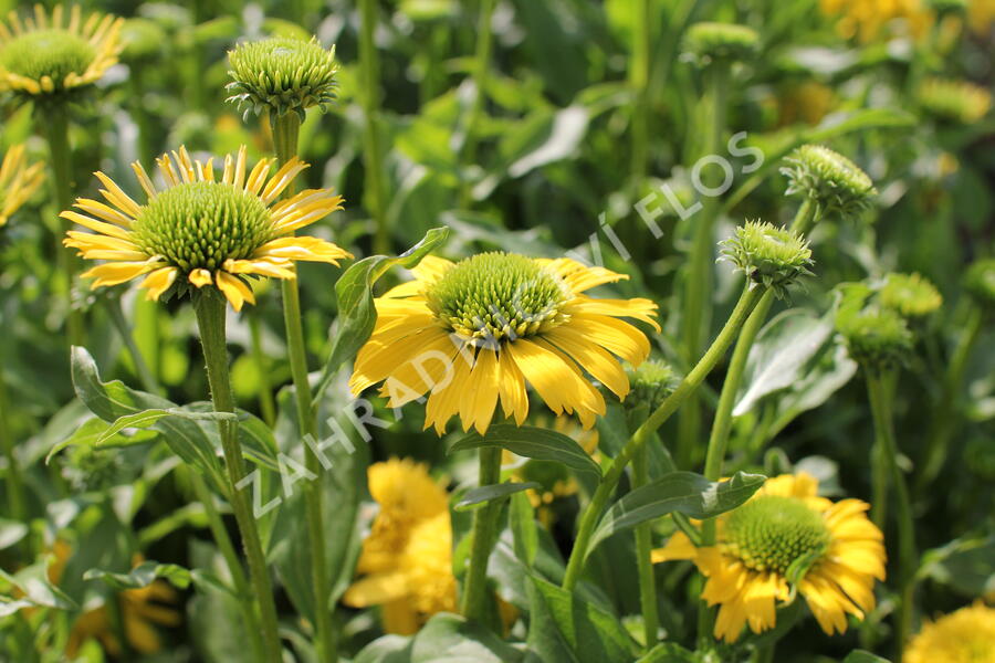Třapatkovka nachová 'Sunny Days Lemon' - Echinacea purpurea 'Sunny Days Lemon'