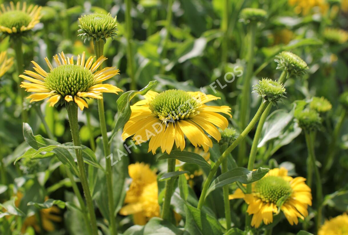 Třapatkovka nachová 'Sunny Days Lemon' - Echinacea purpurea 'Sunny Days Lemon'