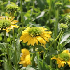 Třapatkovka nachová 'Sunny Days Lemon' - Echinacea purpurea 'Sunny Days Lemon'