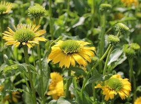 Třapatkovka nachová 'Sunny Days Lemon' - Echinacea purpurea 'Sunny Days Lemon'