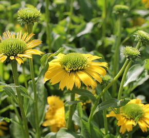 Třapatkovka nachová 'Sunny Days Lemon' - Echinacea purpurea 'Sunny Days Lemon'
