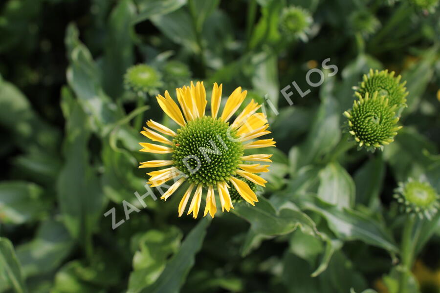 Třapatkovka nachová 'Sunny Days Lemon' - Echinacea purpurea 'Sunny Days Lemon'