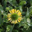 Třapatkovka nachová 'Sunny Days Lemon' - Echinacea purpurea 'Sunny Days Lemon'