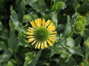 Třapatkovka nachová 'Sunny Days Lemon' - Echinacea purpurea 'Sunny Days Lemon'