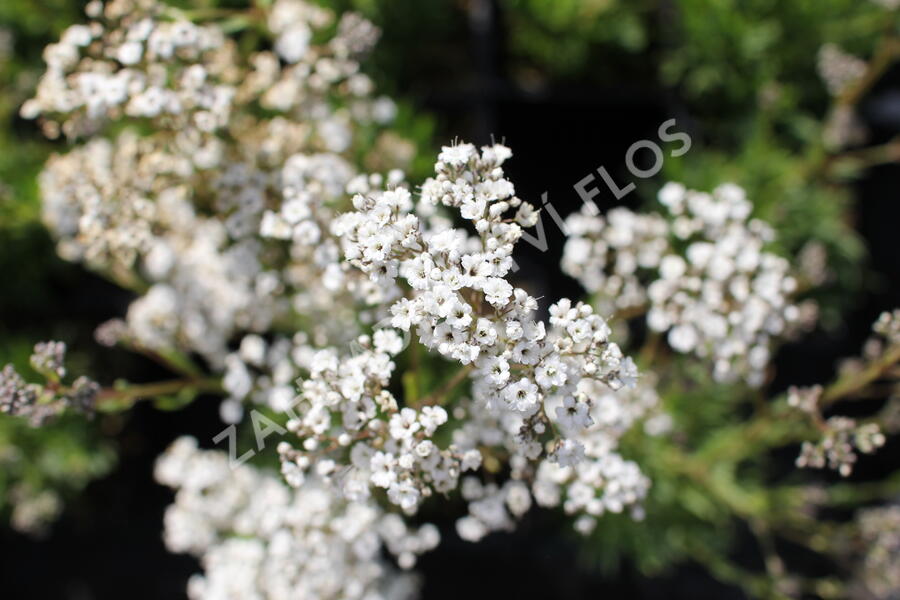 Šater latnatý 'Starflakes' - Gypsophila paniculata 'Starflakes'