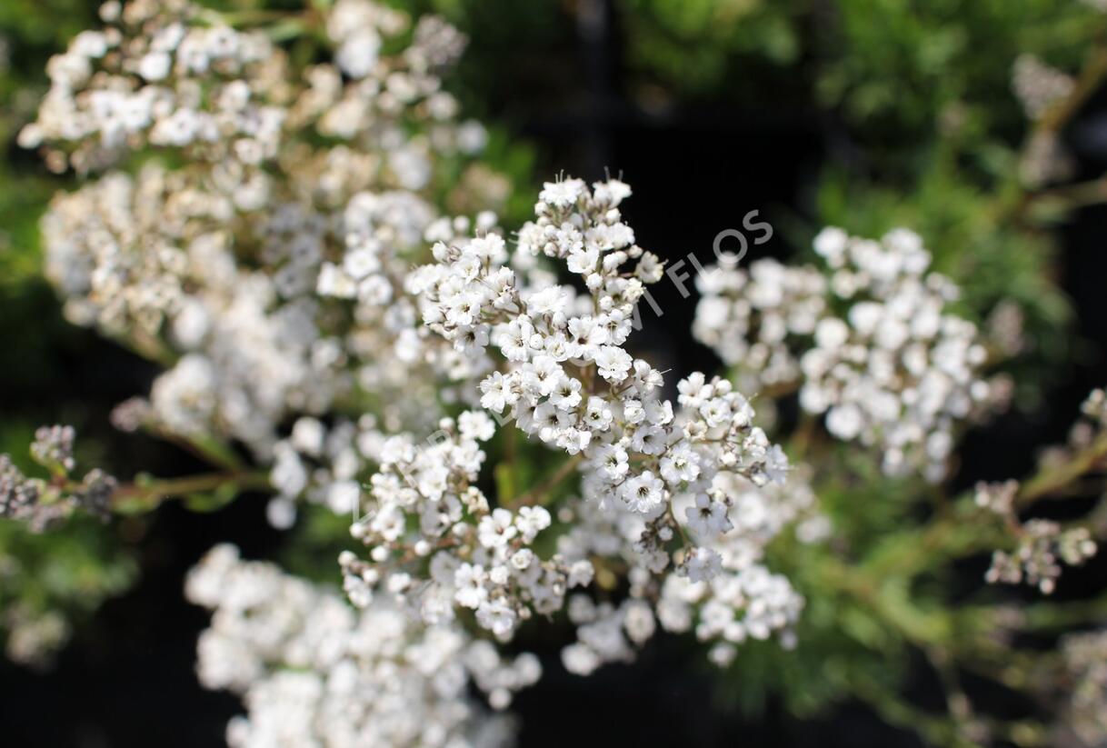 Šater latnatý 'Starflakes' - Gypsophila paniculata 'Starflakes'
