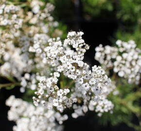 Šater latnatý 'Starflakes' - Gypsophila paniculata 'Starflakes'