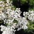 Gypsophila paniculata 'Starflakes'_02.JPG