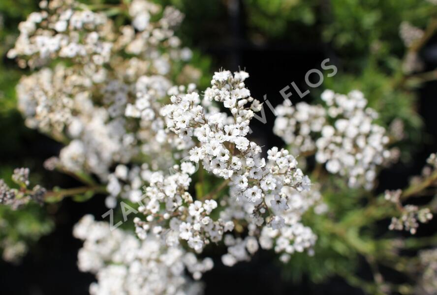 Šater latnatý 'Starflakes' - Gypsophila paniculata 'Starflakes'