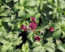 Jarmanka 'Ceris Button'