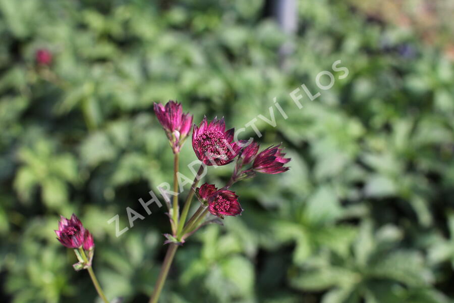 Jarmanka 'Ceris Button' - Astrantia 'Cerise Button'
