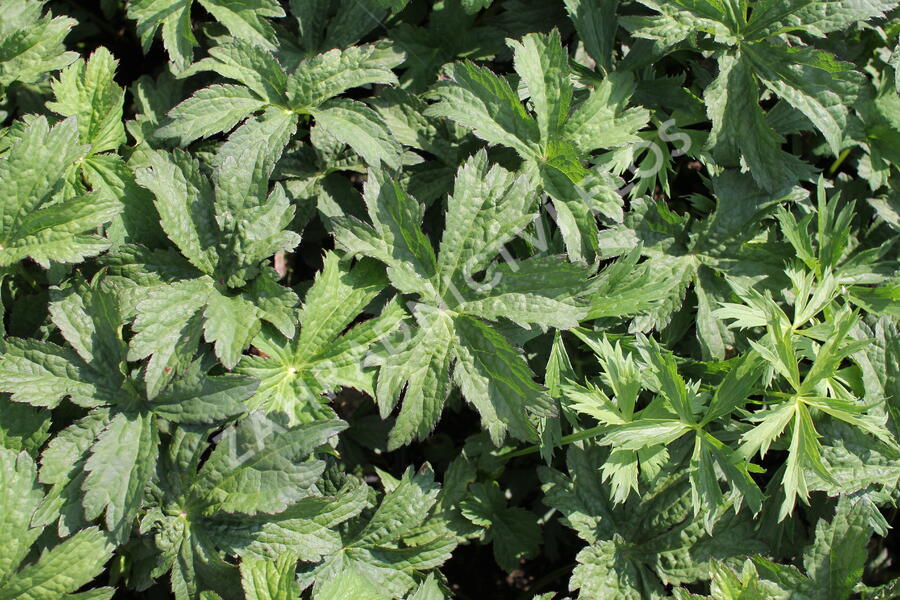 Jarmanka 'Ceris Button' - Astrantia 'Cerise Button'