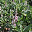 Rozrazil 'Candela Pink' - Veronica 'Candela Pink'