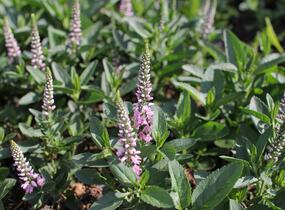 Rozrazil klasnatý 'Candela Pink' - Veronica spicata 'Candela Pink'