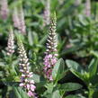 Rozrazil 'Candela Pink' - Veronica 'Candela Pink'