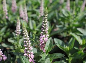 Rozrazil klasnatý 'Candela Pink' - Veronica spicata 'Candela Pink'