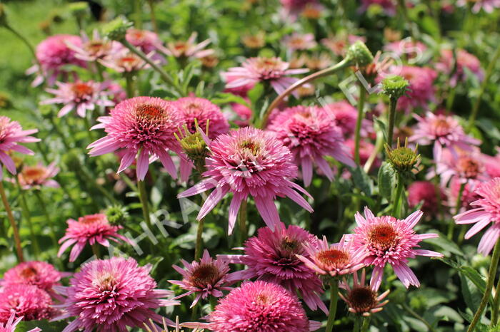 Třapatkovka nachová 'Butterfly Kisses' - Echinacea purpurea 'Butterfly Kisses'