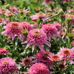 Třapatkovka nachová 'Butterfly Kisses' - Echinacea purpurea 'Butterfly Kisses'