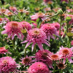 Třapatkovka nachová 'Butterfly Kisses' - Echinacea purpurea 'Butterfly Kisses'