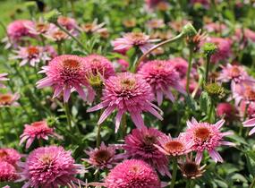 Třapatkovka nachová 'Butterfly Kisses' - Echinacea purpurea 'Butterfly Kisses'