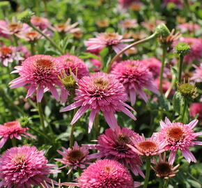 Třapatkovka nachová 'Butterfly Kisses' - Echinacea purpurea 'Butterfly Kisses'
