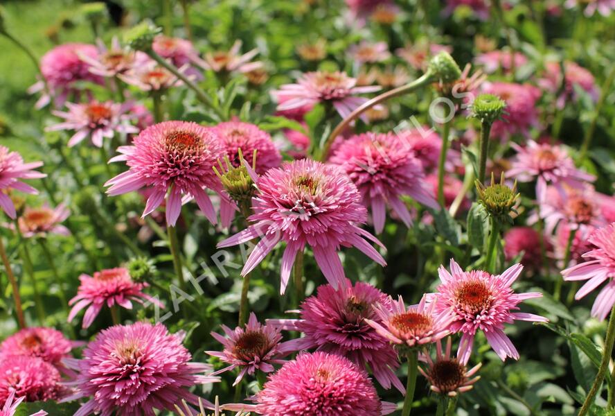 Třapatkovka nachová 'Butterfly Kisses' - Echinacea purpurea 'Butterfly Kisses'