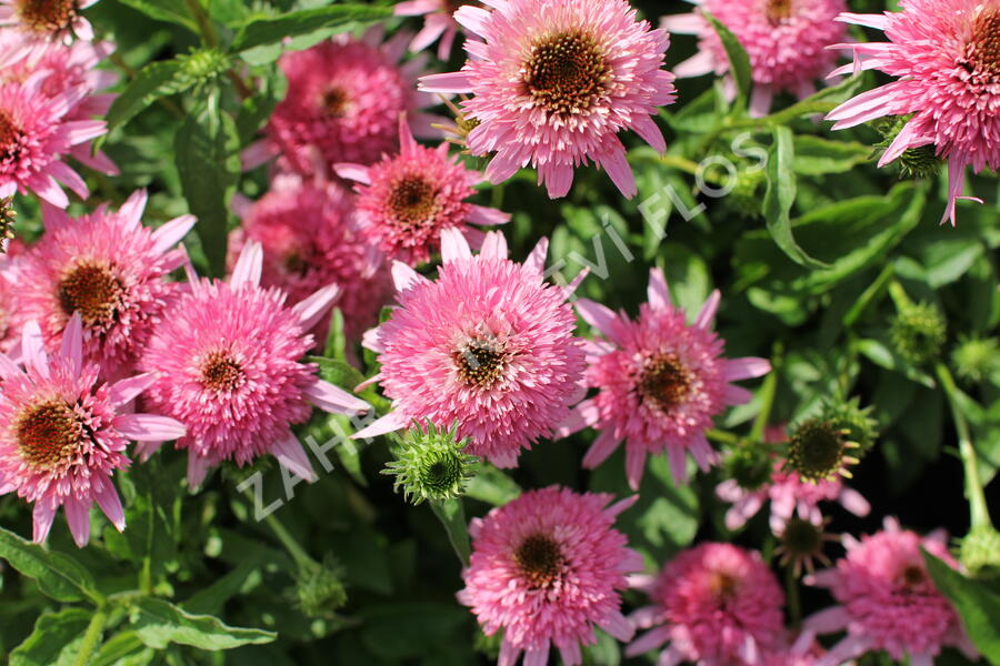 Třapatkovka nachová 'Butterfly Kisses' - Echinacea purpurea 'Butterfly Kisses'