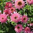 Třapatkovka nachová 'Butterfly Kisses' - Echinacea purpurea 'Butterfly Kisses'