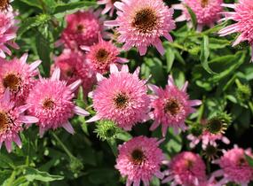 Třapatkovka nachová 'Butterfly Kisses' - Echinacea purpurea 'Butterfly Kisses'