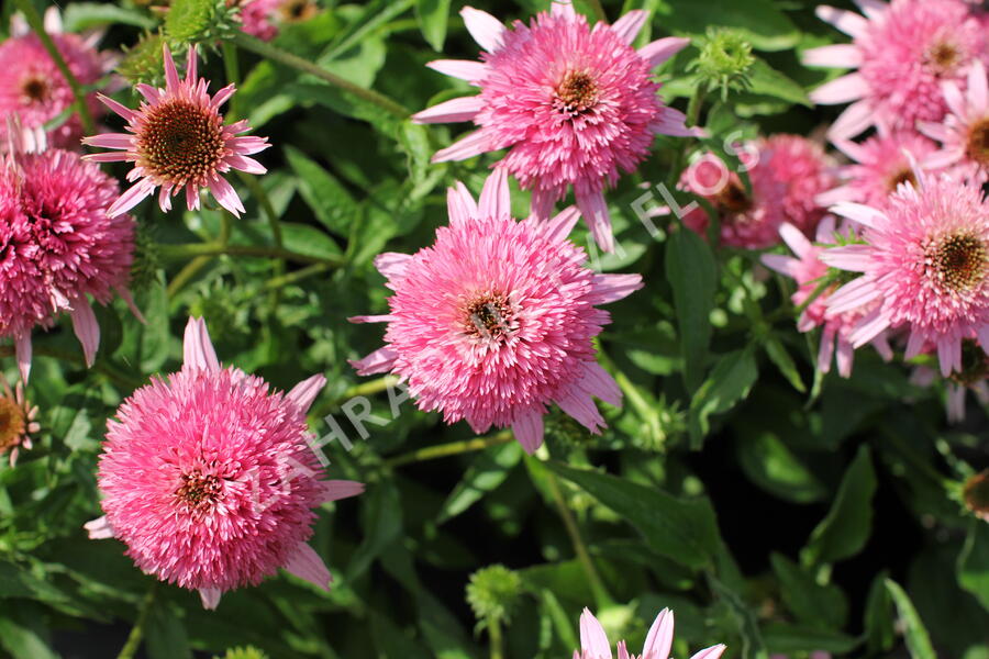 Třapatkovka nachová 'Butterfly Kisses' - Echinacea purpurea 'Butterfly Kisses'