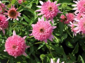 Třapatkovka nachová 'Butterfly Kisses' - Echinacea purpurea 'Butterfly Kisses'