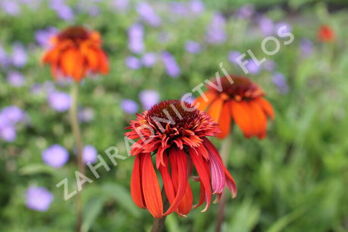 Třapatkovka nachová 'Hot Papaya' - Echinacea purpurea 'Hot Papaya'