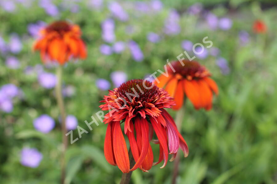 Třapatkovka nachová 'Hot Papaya' - Echinacea purpurea 'Hot Papaya'