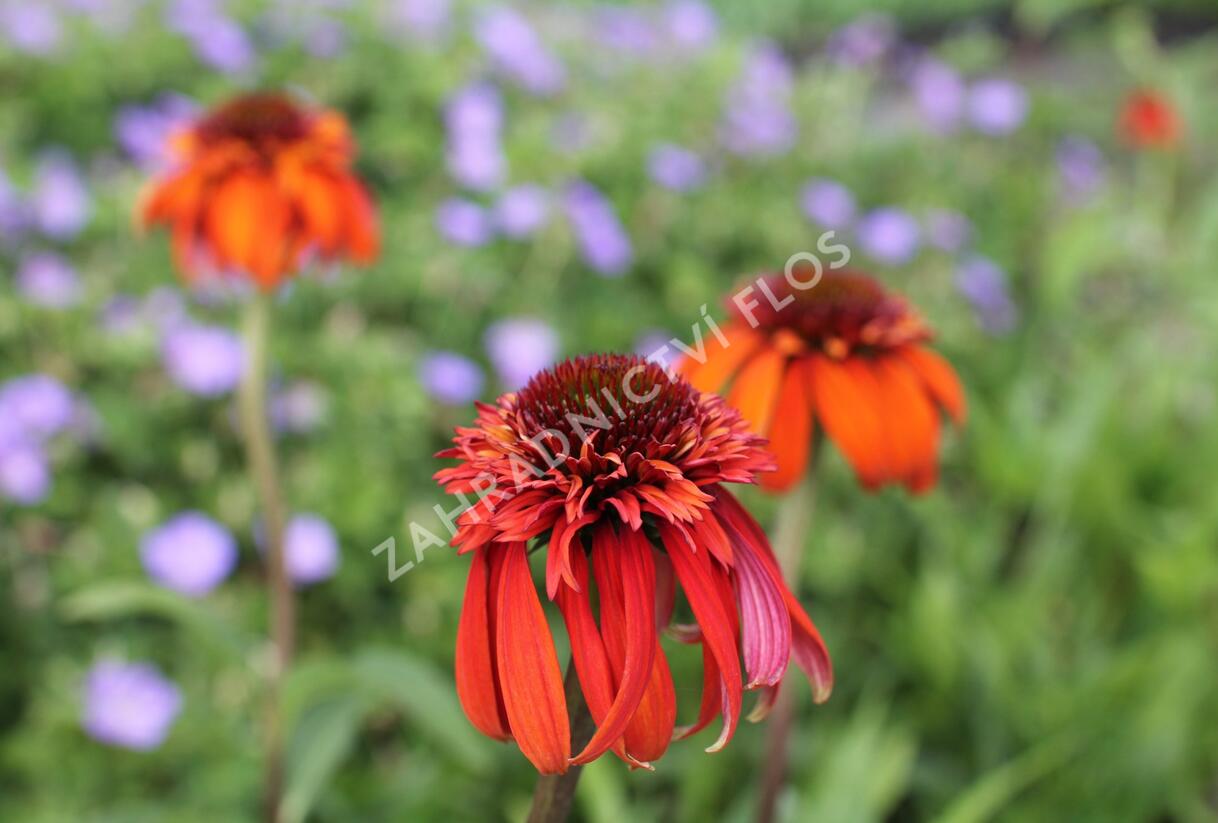 Třapatkovka nachová 'Hot Papaya' - Echinacea purpurea 'Hot Papaya'