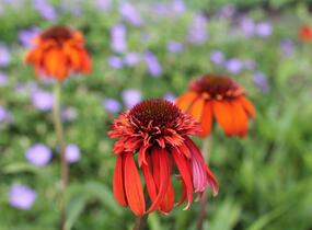 Třapatkovka nachová 'Hot Papaya' - Echinacea purpurea 'Hot Papaya'