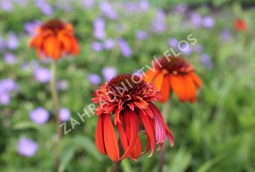 Třapatkovka nachová 'Hot Papaya' - Echinacea purpurea 'Hot Papaya'
