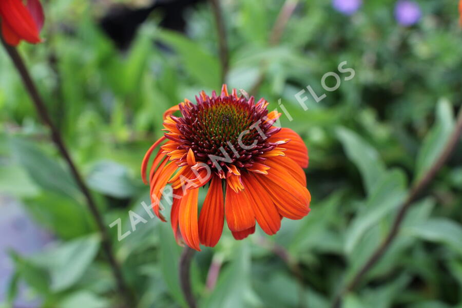 Třapatkovka nachová 'Hot Papaya' - Echinacea purpurea 'Hot Papaya'