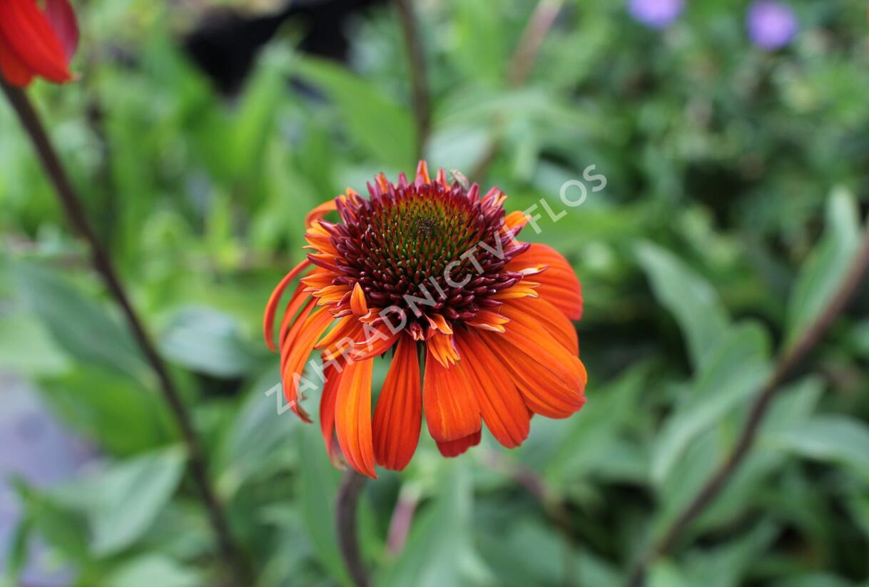 Třapatkovka nachová 'Hot Papaya' - Echinacea purpurea 'Hot Papaya'