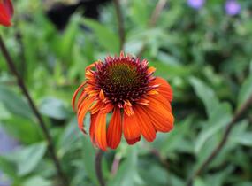 Třapatkovka nachová 'Hot Papaya' - Echinacea purpurea 'Hot Papaya'
