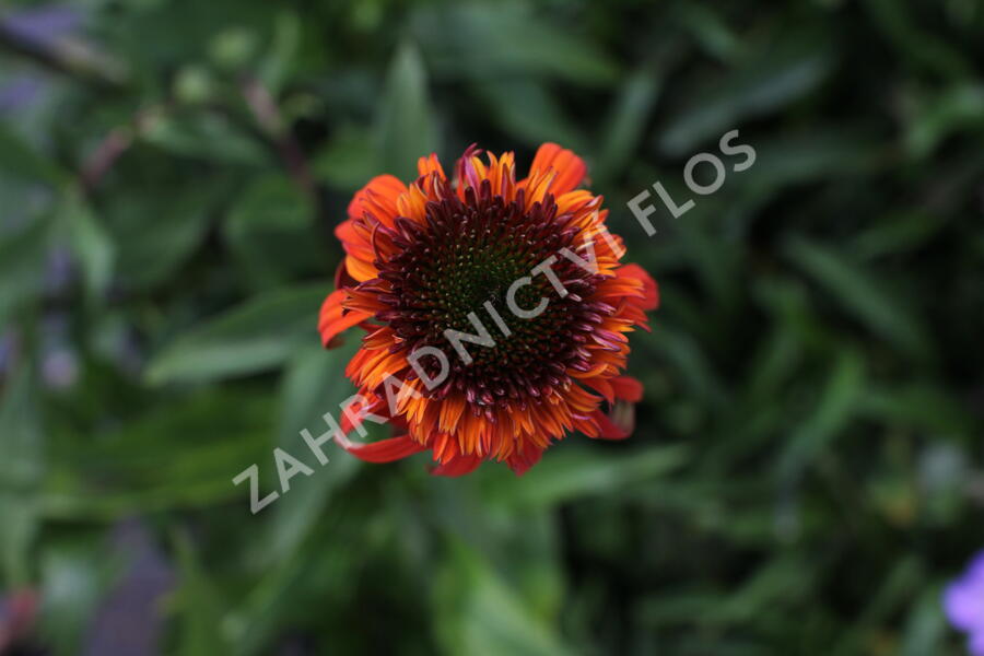 Třapatkovka nachová 'Hot Papaya' - Echinacea purpurea 'Hot Papaya'