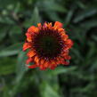 Třapatkovka nachová 'Hot Papaya' - Echinacea purpurea 'Hot Papaya'